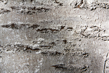 Obraz na płótnie Canvas tree bark background. abstract wallpaper.