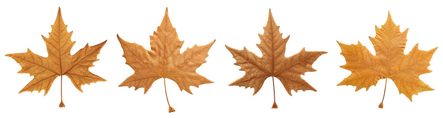 Autumn dried leaves isolated on white background