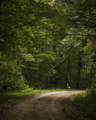 Fototapeta premium Deer on forested pathway in the evening light