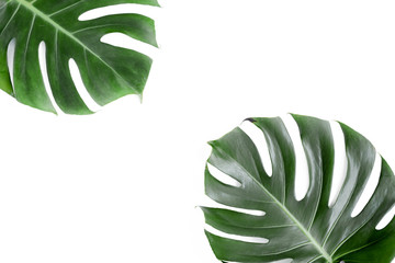 Tropical palm leaves Monstera on white background. Flat lay, top view