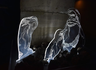 Penguins in dark room lights