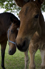 horse eating green grass