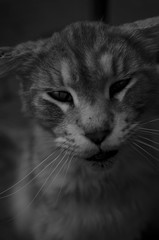 portrait of a cat 2