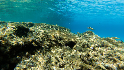 Fototapeta na wymiar underwater exploration in a paradise island