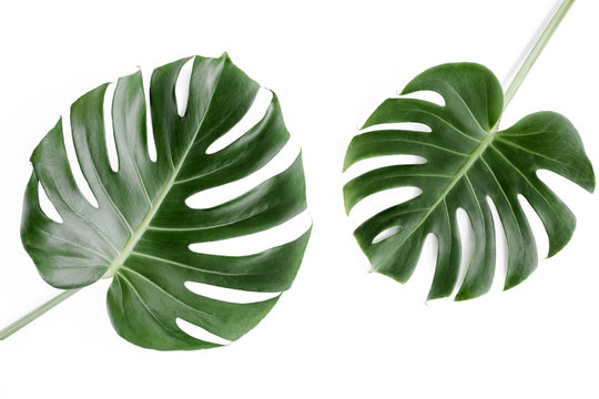 Tropical palm leaves Monstera on white background. Flat lay, top view