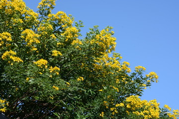 Cassia corymbos (Flowering senna)