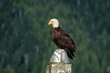 Weißkopfseeadler in Kanada