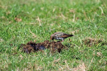 Vogel Star auf Futtersuche
