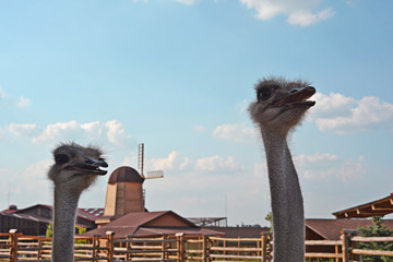 KYIV, UKRAINE - AUGUST 26, 2018: Ostriches in zoological garden in the summer 