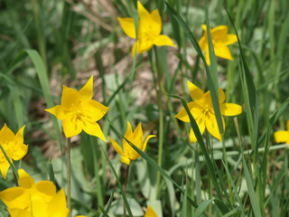 Fototapeta premium Tulipes sauvages ou tulipes des bois (Tulipa sylvestris).