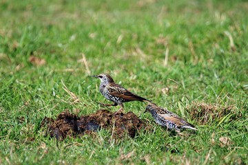Vogel Star auf Futtersuche