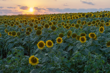 Kansas Sunflower Field - 224925010