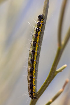 Pieris brassicae. Caterpillar in its natural environment.