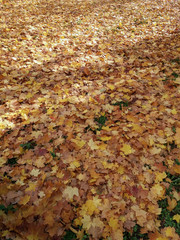 Autumn leaves background