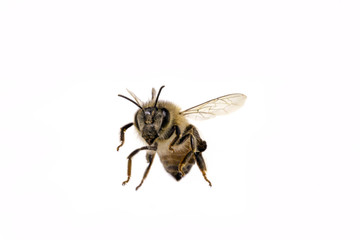 Common bee, isolated on white background