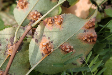 Pear leaf with Pear rust or Gymnosporangium sabinae infestation