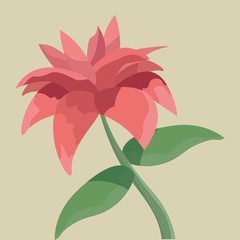 decorative flower delicate ornament nature