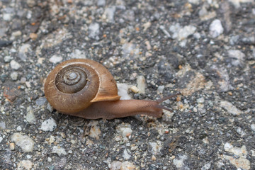 Snail Crossing the Road