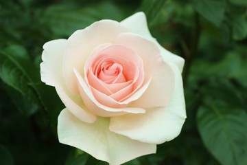 春の風に揺れるピンクのバラ