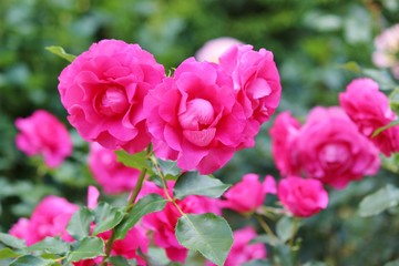 Fototapeta na wymiar 風に揺れるピンクのバラ