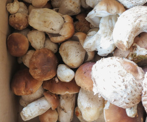 porcini (boletus edulis) mushroom food