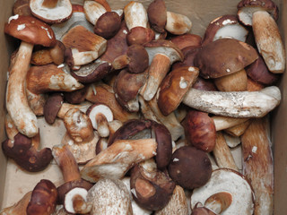 porcini (boletus edulis) mushroom food