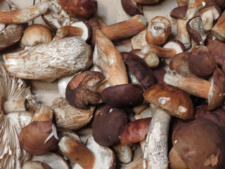 porcini (boletus edulis) mushroom food