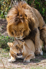 Obraz premium Mating couple of lions in the Masai Mara National Park in Kenya