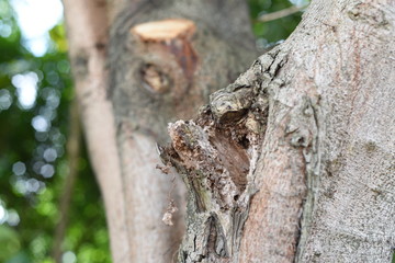 the scar on a banyan tree