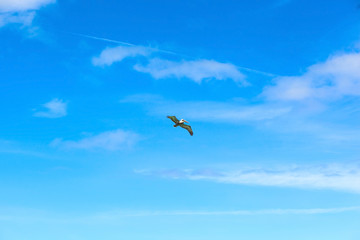 Bird Flying above clouds on a summers day