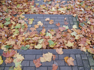 Autumn leaves background