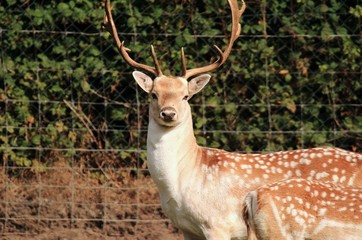 der neugierige Blick