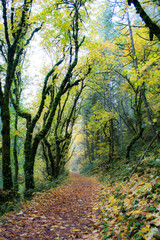 Autumn path in the forest