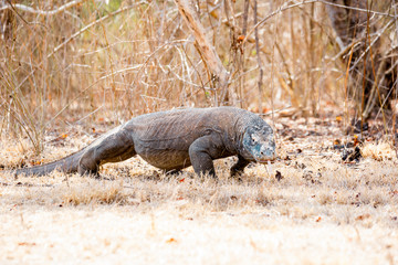 Dragon de Comodo