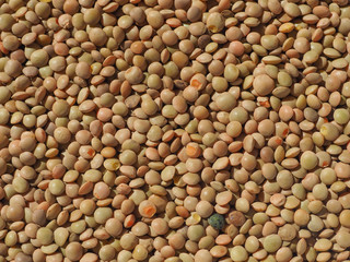 lentils pulse grain legume (Lens Culinaris) legumes vegetables background