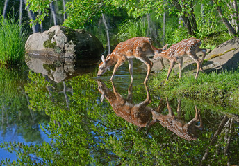 Two baby White Tailed Deer drinking from a clear lake.