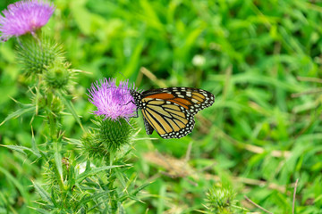 Monarch on Thistle