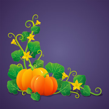 Pumpkins with green leaves and yellow flowers vector on violet background.