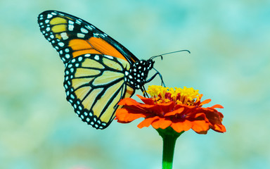Monarch on Flower