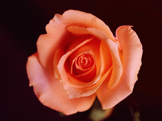 pink rose closeup