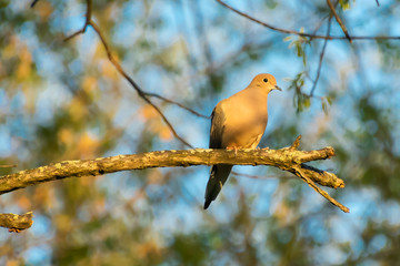 A Mourning Dove's Evening Perch