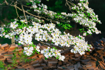 Flowering Dogwood