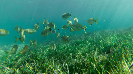 Fototapeta premium underwater exploration in a paradise island