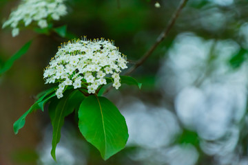 A Flowering Tree in the Forest