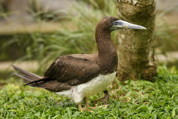 Brown Booby - Sula leucogaster, large gannet from Southeast Asian sea and ocean coasts.