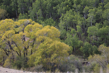 Fall Trees