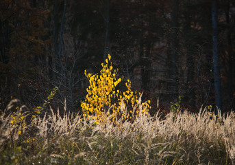Obraz premium Kleiner Baum in goldener Herbstfärbung vor dunklem Wald im Hintergrund