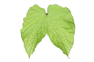 Young Green Leaf of Bauhinia aureifolia Isolated on White Background