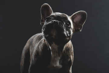 Cute French Bulldog Puppy Portrait