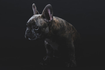 Cute French Bulldog Puppy Portrait